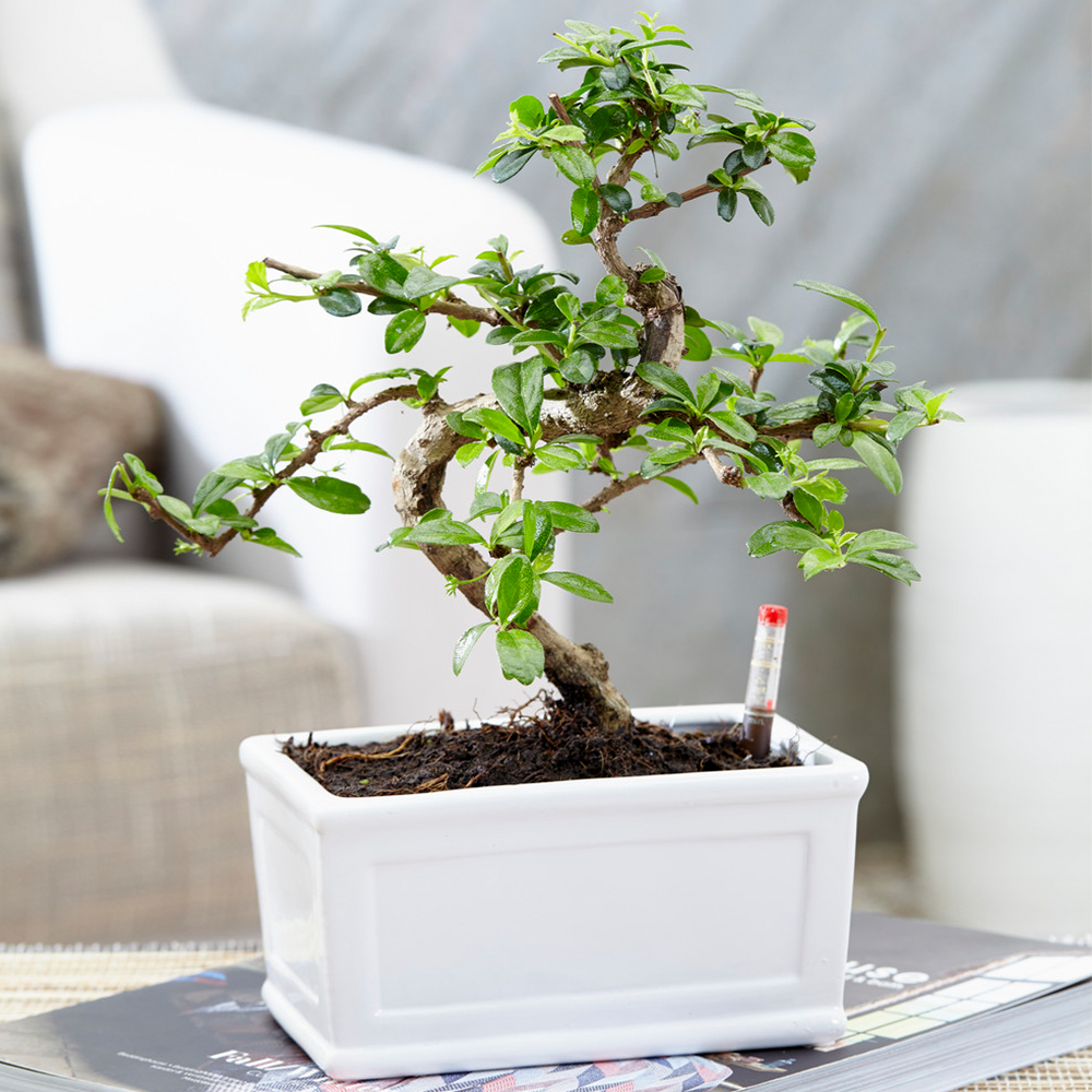 Gardenersdream - Bonsaï Orme De Chine - Arbre D'Intérieur Japonais En Forme De "S" Vivant En Pot De 15 Cm - GardenersDream