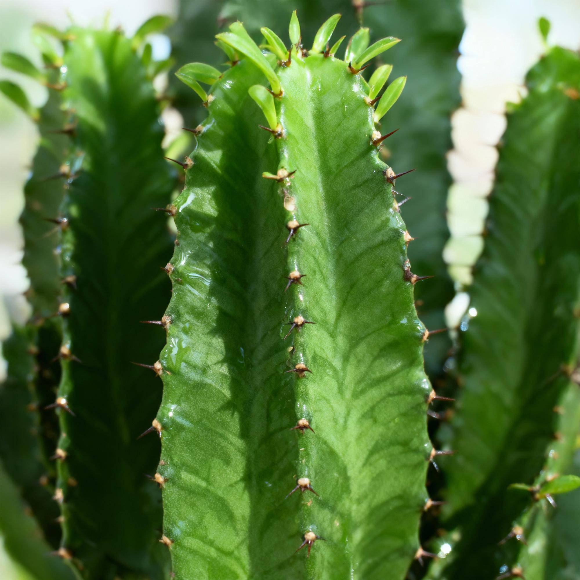 La Green Touch - Euphorbia Eritrea - D19 H70cm - Image 5