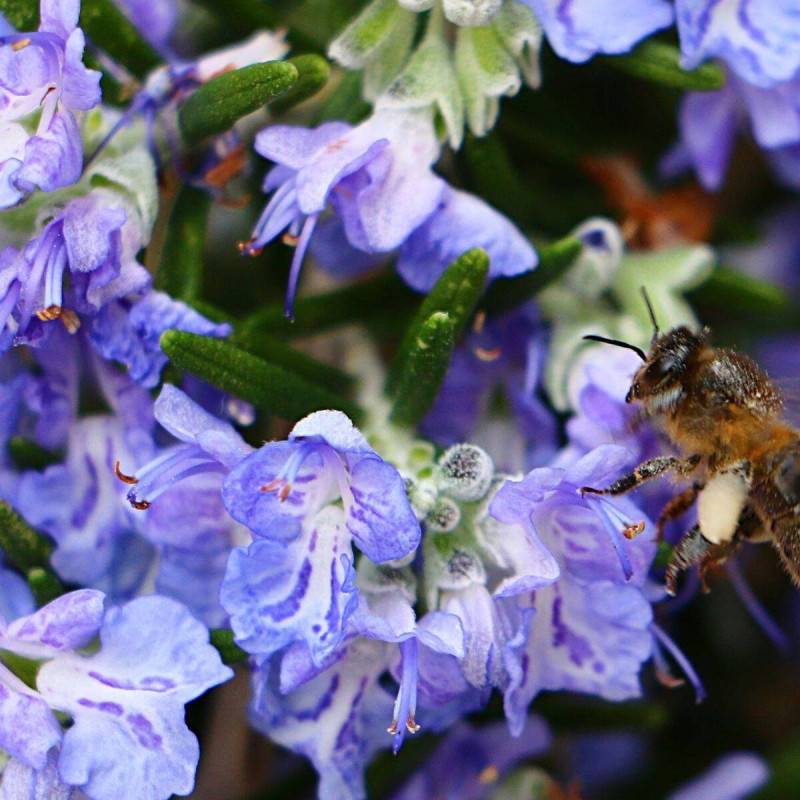 Romarin prostré à fleurs Bleue - feuillage Persistant - Pot de 3L - 20/40 cm-  hauteur à maturité De 0,15 m à 0,50 m - Image 3