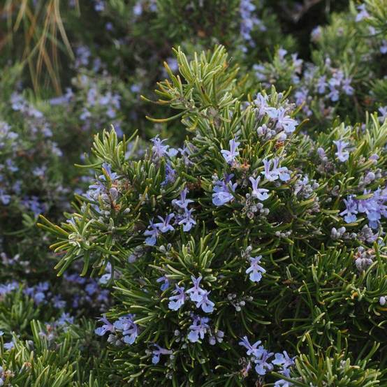Romarin prostré à fleurs Bleue - feuillage Persistant - Pot de 3L - 20/40 cm- hauteur à maturité De 0,15 m à 0,50 m - Image 2