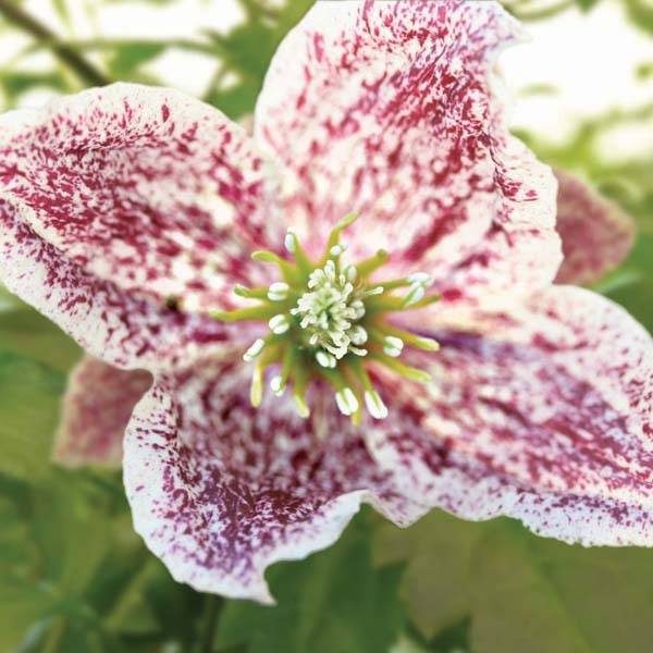 Promesse de Fleurs - Clématite - Clematis cirrhosa Freckles Pot de 2L/3L