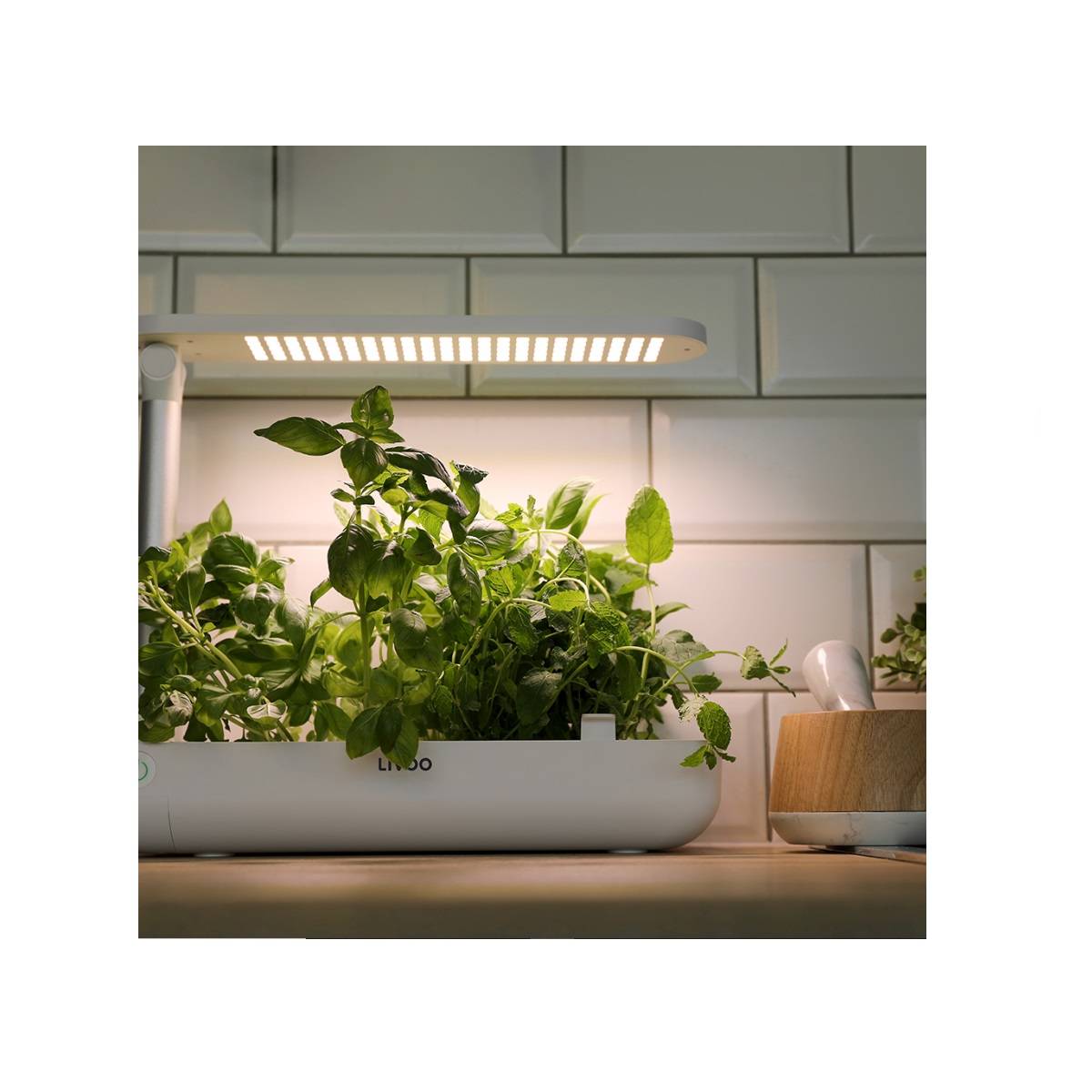 Livoo - Jardin d'intérieur avec leds intégrées - Imagen 8
