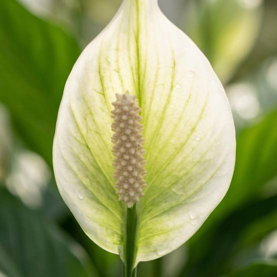 Spathiphyllum - Image 3