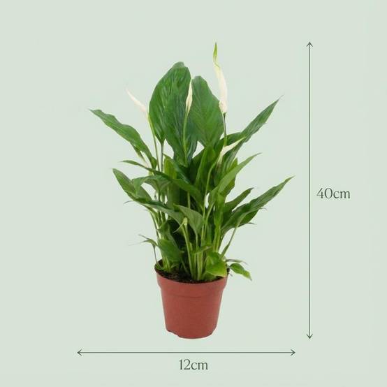 Spathiphyllum - Image 4