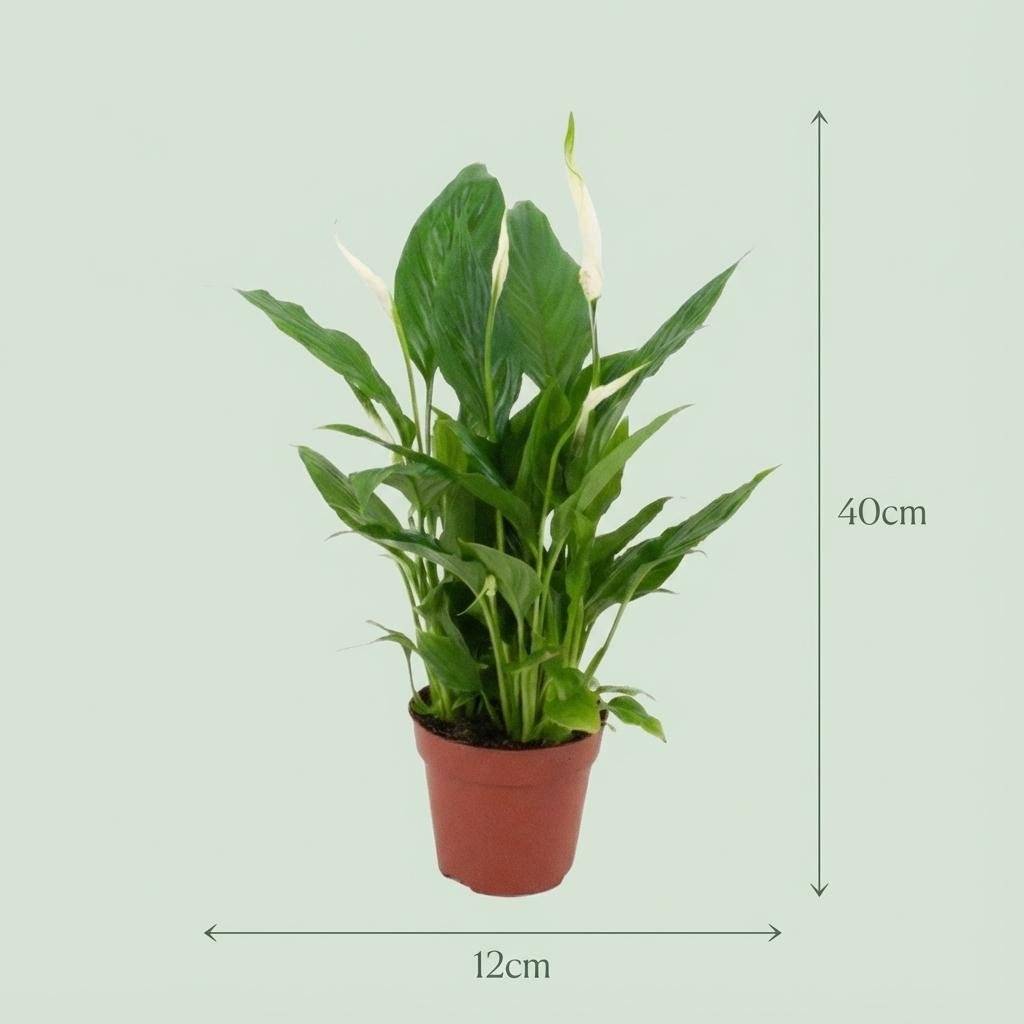 Spathiphyllum - Image 4