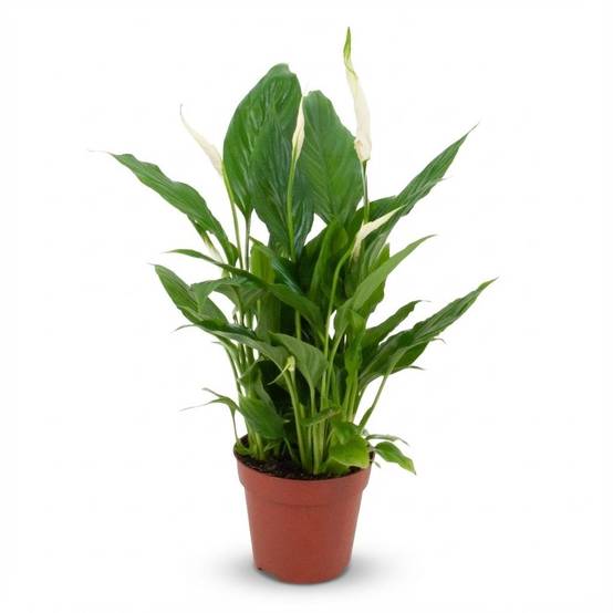 Spathiphyllum - Image 2