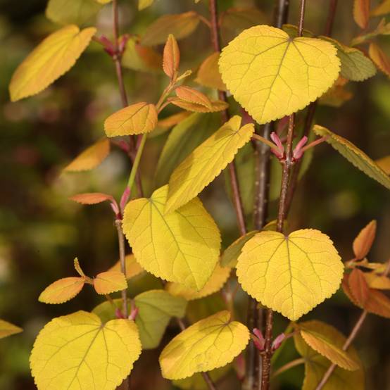 Arbre à caramel nain - Cercidiphyllum japonicum Râ Pot de 4L/5L