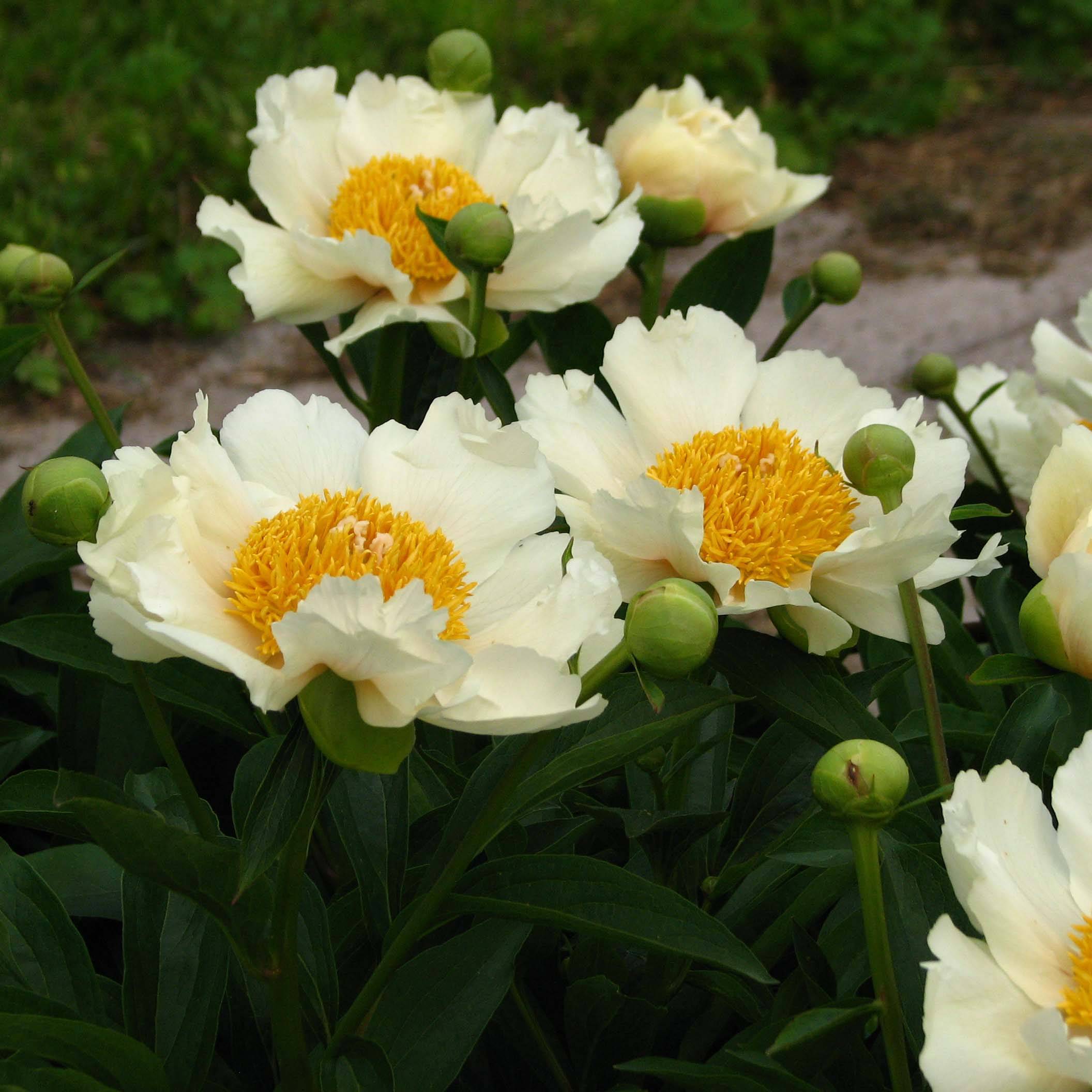 Pivoine Claire de Lune Souche 3/5 yeux
