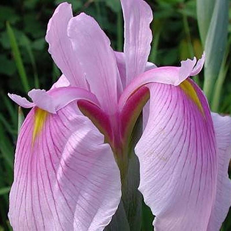 Promesse de Fleurs - Iris du Japon - Iris ensata Rose Queen Godet de 8/9 cm - Image 2