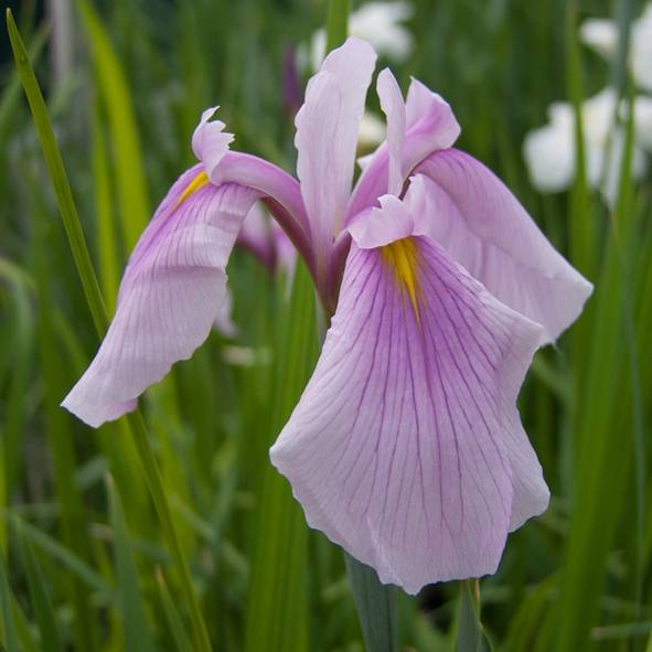 Promesse de Fleurs - Iris du Japon - Iris ensata Rose Queen Godet de 8/9 cm - Image 3