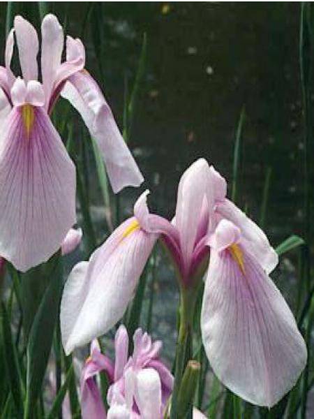 Iris du Japon - Iris ensata Rose Queen Godet de 8/9 cm