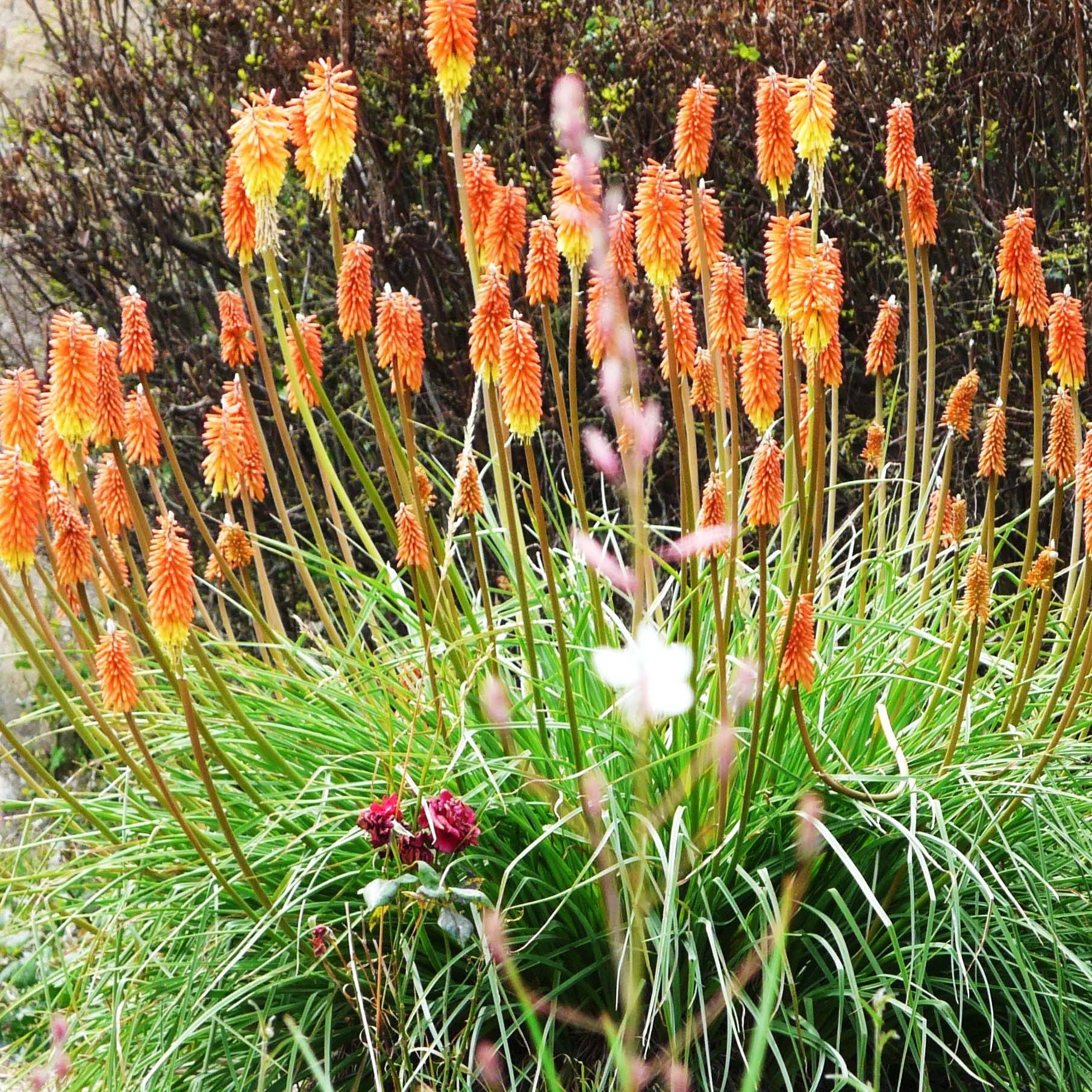 Kniphofia uvaria -Tritoma Godet de 8/9 cm