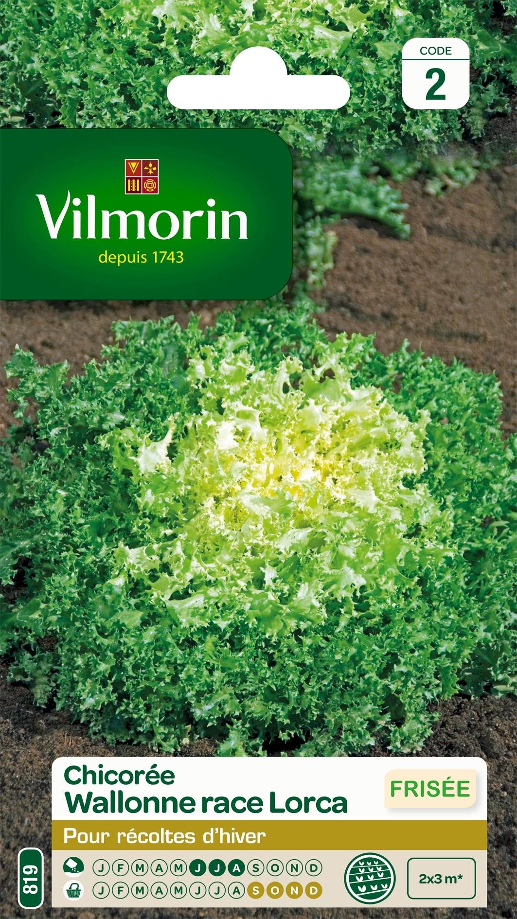 Chicorée frisée Wallonne race Lorca - Vilmorin Graines