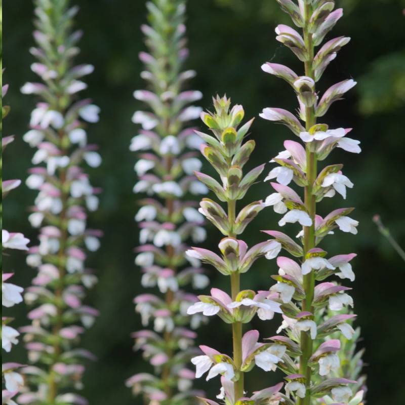 Acanthe molle, Acanthus à fleurs Blanche - feuillage Caduc - Godet - 5/20 cm-  hauteur à maturité De 1,00 m à 1,50 m - Imagen 10