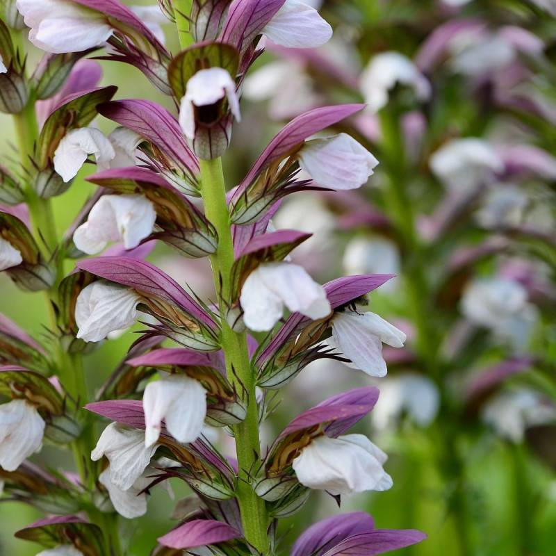 Acanthe molle, Acanthus à fleurs Blanche - feuillage Caduc - Godet - 5/20 cm-  hauteur à maturité De 1,00 m à 1,50 m - Imagen 1