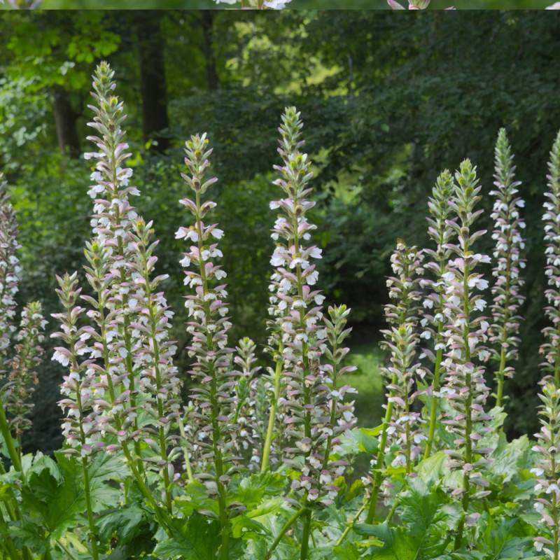 Acanthe molle, Acanthus à fleurs Blanche - feuillage Caduc - Godet - 5/20 cm-  hauteur à maturité De 1,00 m à 1,50 m - Imagen 6