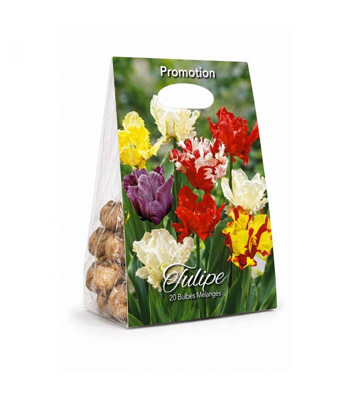 Tulipes Perroquet Sgaravatti 20 bulbes en mélange, fleurs originales aux pétales découpés pour massifs et bouquets - 019043 - Image 2