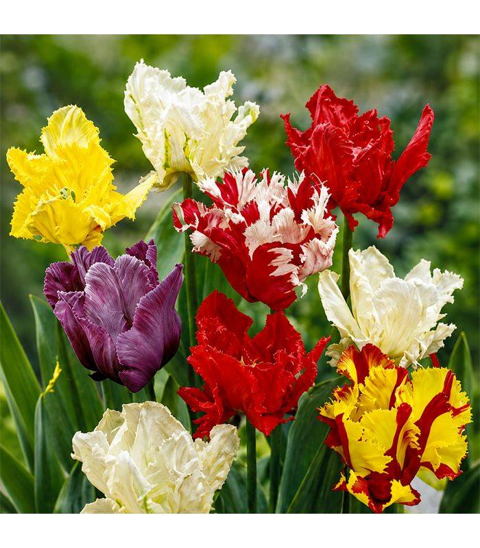 Tulipes Perroquet Sgaravatti 20 bulbes en mélange, fleurs originales aux pétales découpés pour massifs et bouquets - 019043 - Image 1