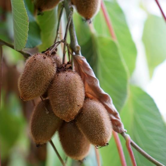 Promesse de Fleurs - Kiwi - Actinidia deliciosa Kiwidoo Femelle Godet de 8/9 cm