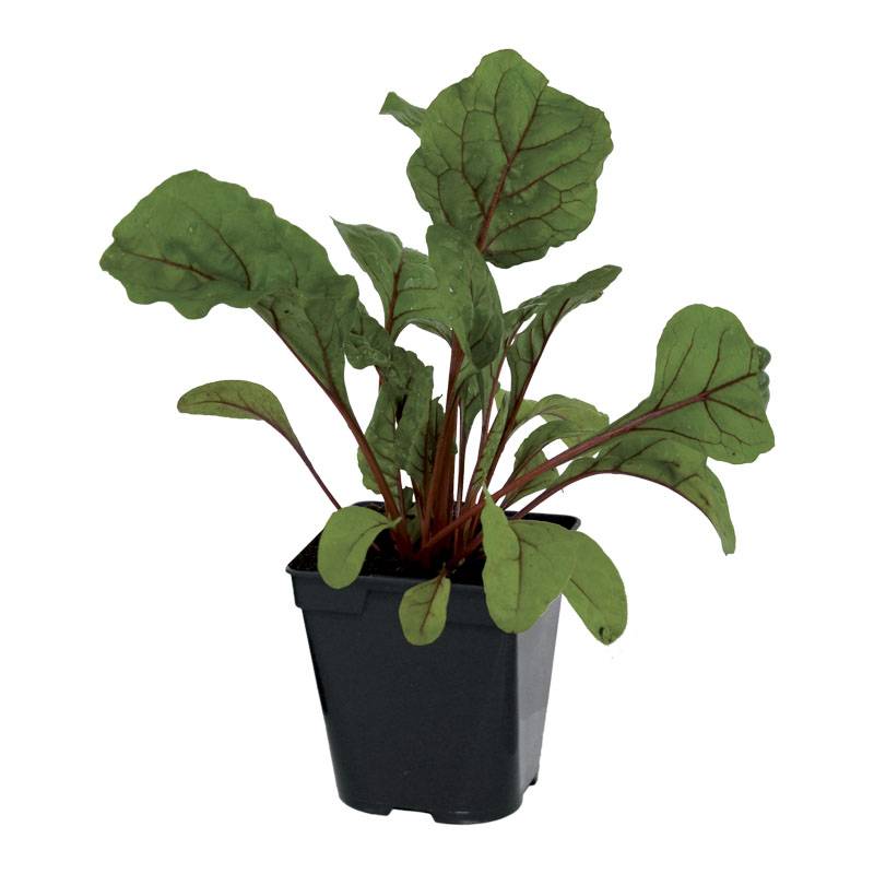 Plant de poiree rouge pot 0,5 l