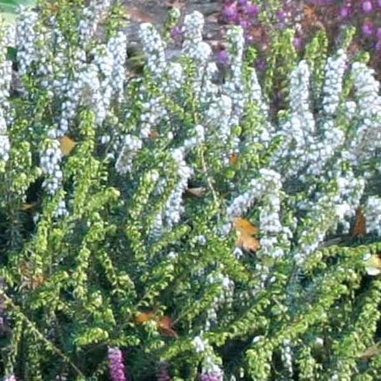 Erica x darleyensis Winter Belles Katia - Bruyère d'hiver Pot de 2L/3L - Image 1
