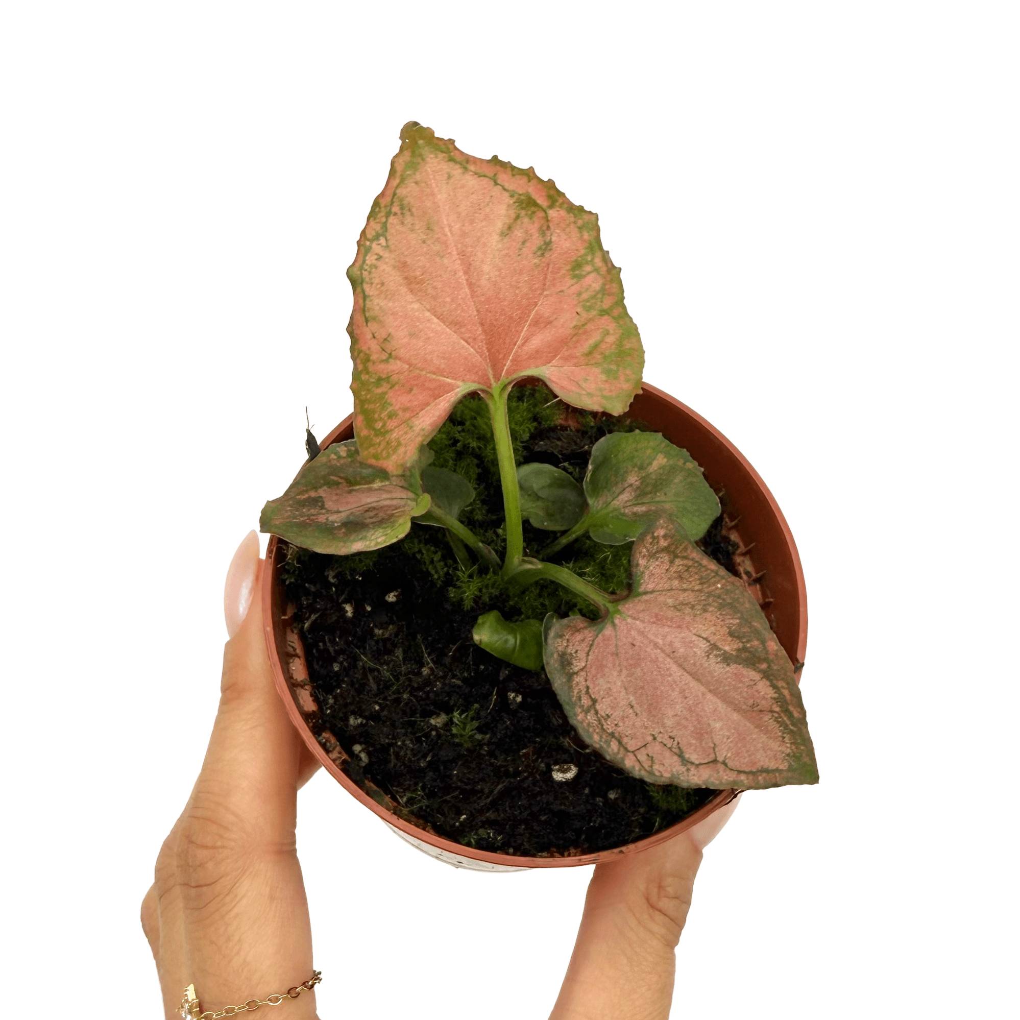 Syngonium 'Orm Nak' - Pot de 8cm - Plantes d'intérieur