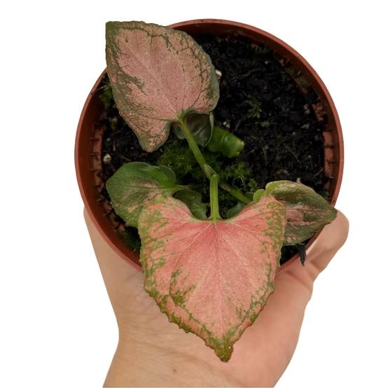 Syngonium 'Orm Nak' - Pot de 8cm - Plantes d'intérieur - Image 2