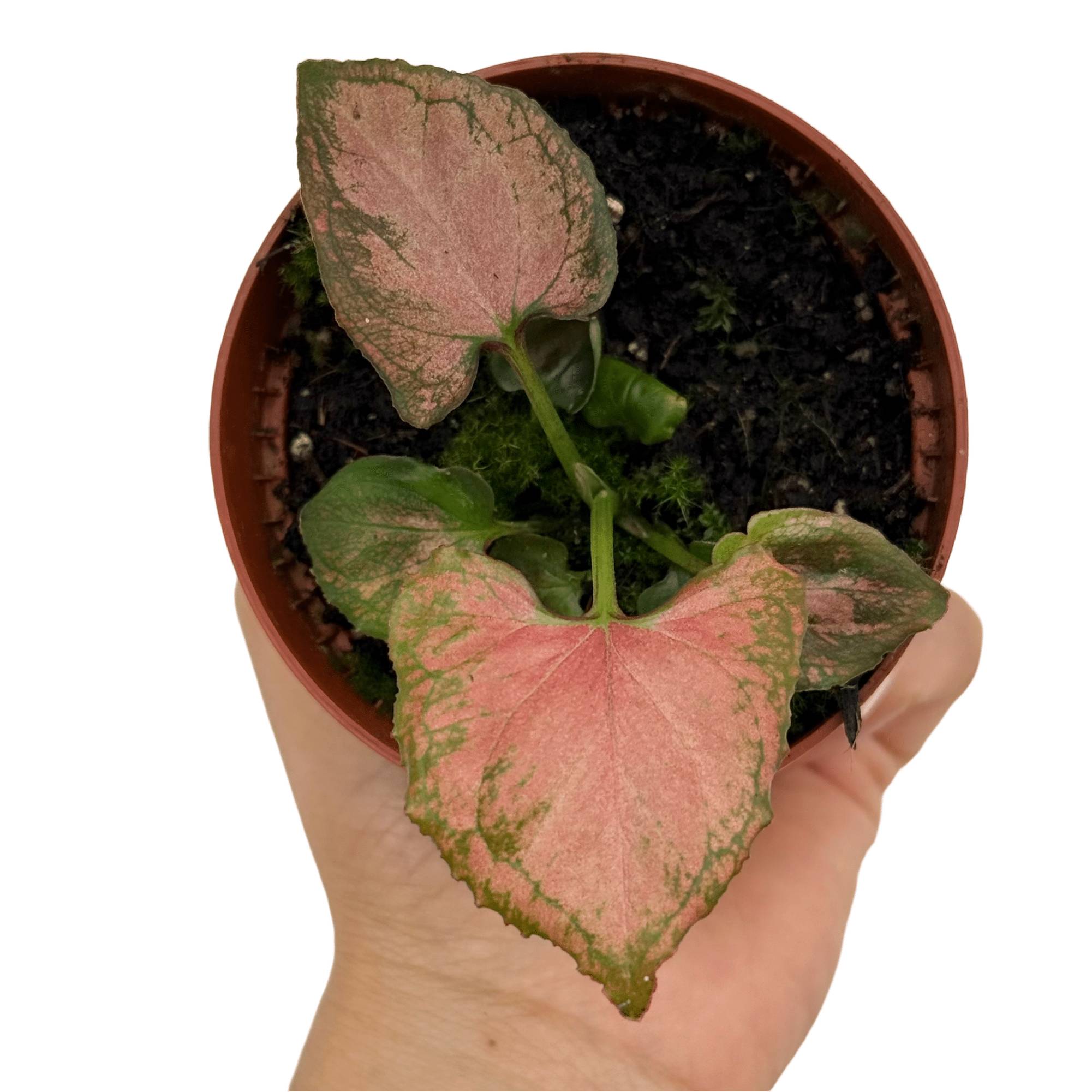 Syngonium 'Orm Nak' - Pot de 8cm - Plantes d'intérieur - Image 2