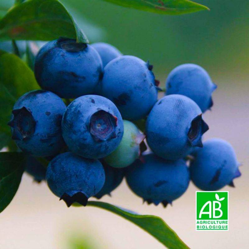 Myrtillier 'Centurion' BIO (Vaccinium ashei 'Centurion') - Godet 9cm - Pépinières Naudet - Imagen 1