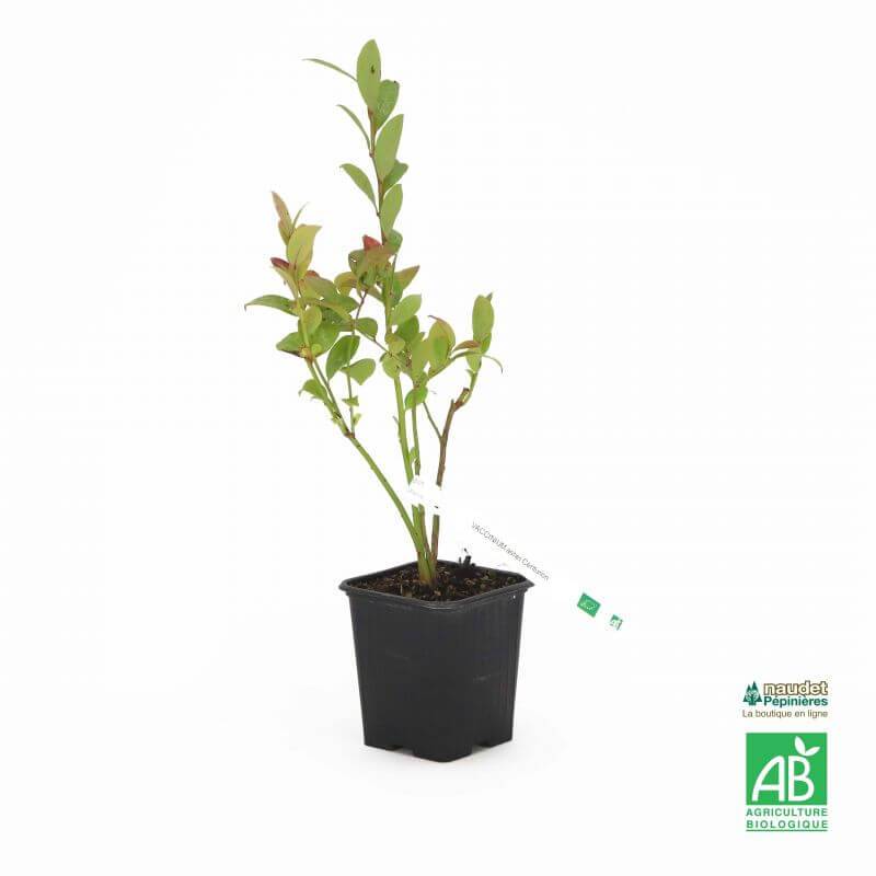 Myrtillier 'Centurion' BIO (Vaccinium ashei 'Centurion') - Godet 9cm - Pépinières Naudet - Imagen 2