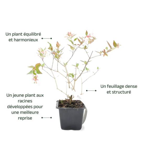 Abélia x grandiflora (Abelia x grandiflora) - Godet - Taille 13/25cm - Pépinières Naudet - Image 3