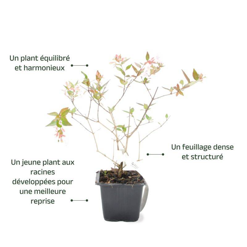 Abélia x grandiflora (Abelia x grandiflora) - Godet - Taille 13/25cm - Pépinières Naudet - Image 3