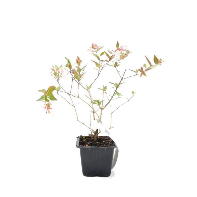 Abélia x grandiflora (Abelia x grandiflora) - Godet - Taille 13/25cm - Pépinières Naudet - Image 2