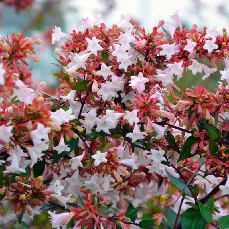 Abélia x grandiflora (Abelia x grandiflora) - Godet - Taille 13/25cm - Pépinières Naudet - Image 1