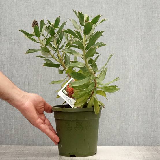 Leucospermum Ayoba Red - Pelote d'épingles Rouge Pot de 2L/3L - Image 2
