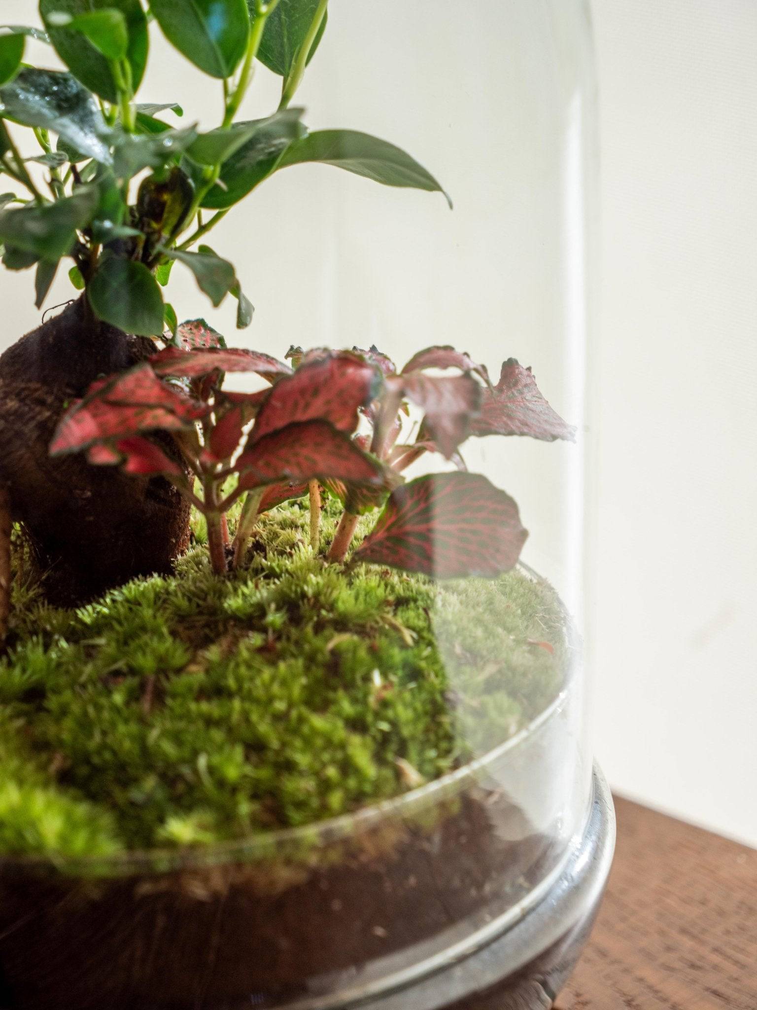 La Green Touch - Terrarium - Siquijor- La Green Touch - Image 3