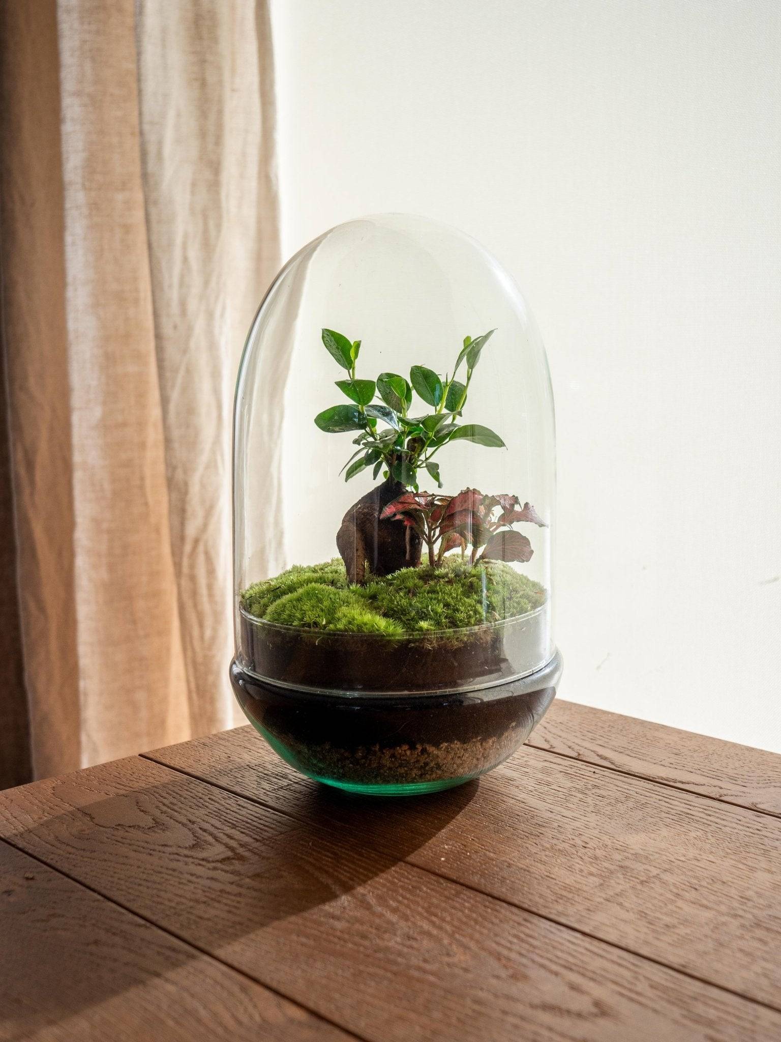 La Green Touch - Terrarium - Siquijor- La Green Touch - Image 1