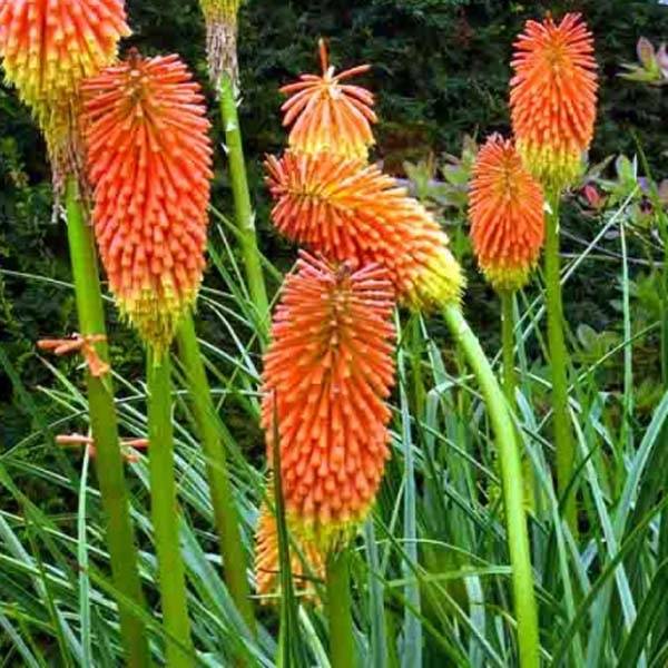 Kniphofia rooperi - Tritoma jaune-orangé doux Godet de 8/9 cm