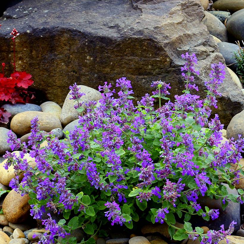 Nepeta Nova Blue - Népéta hybride Godet de 8/9 cm