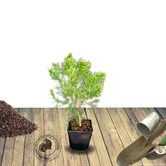 Cèdre du Japon Cristata, Cryptomeria - Pot de 7,5L - 40/60 cm - Image 6