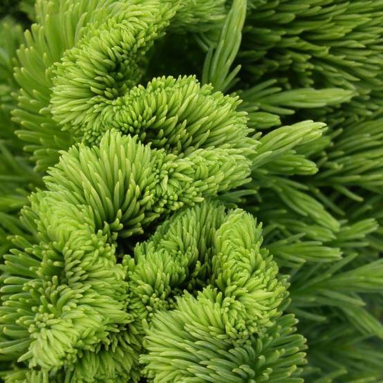 Cèdre du Japon Cristata, Cryptomeria - Pot de 7,5L - 40/60 cm - Image 1