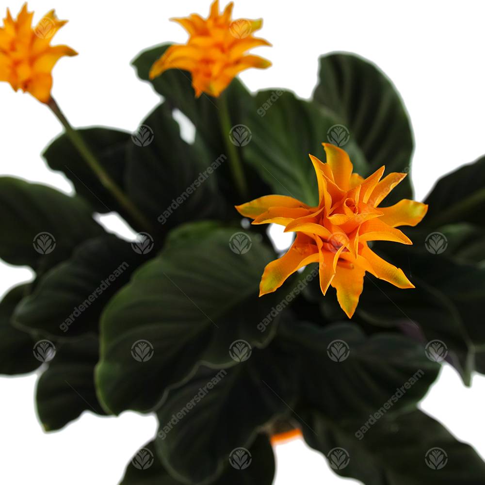 Gardenersdream - Calathea Crocata Plante D'Intérieur Calathéa Safrané Vivante Et Décorative En Pot De 14 Cm - GardenersDream - Imagen 5