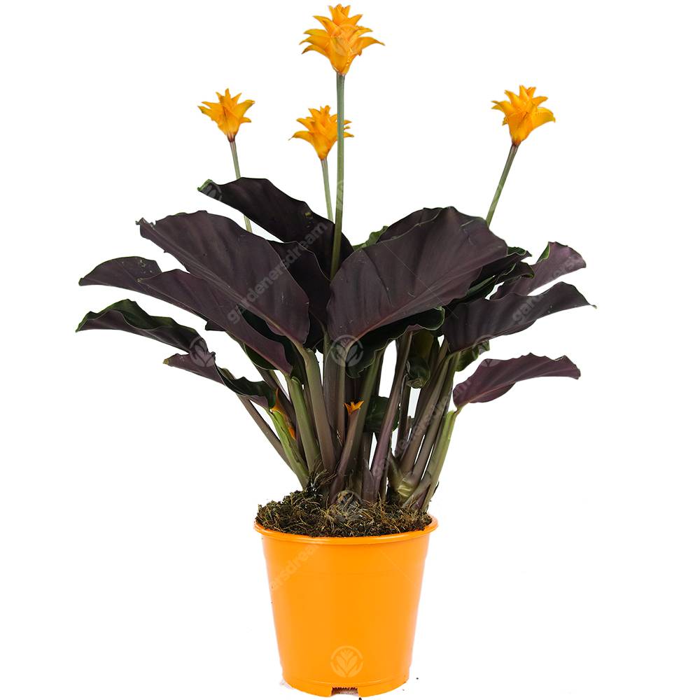 Gardenersdream - Calathea Crocata Plante D'Intérieur Calathéa Safrané Vivante Et Décorative En Pot De 14 Cm - GardenersDream - Imagen 1