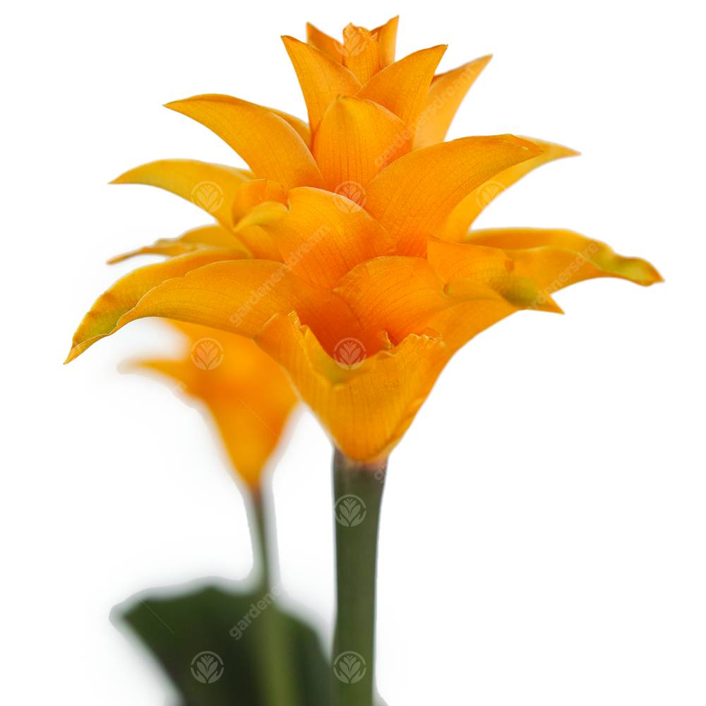 Gardenersdream - Calathea Crocata Plante D'Intérieur Calathéa Safrané Vivante Et Décorative En Pot De 14 Cm - GardenersDream - Imagen 2