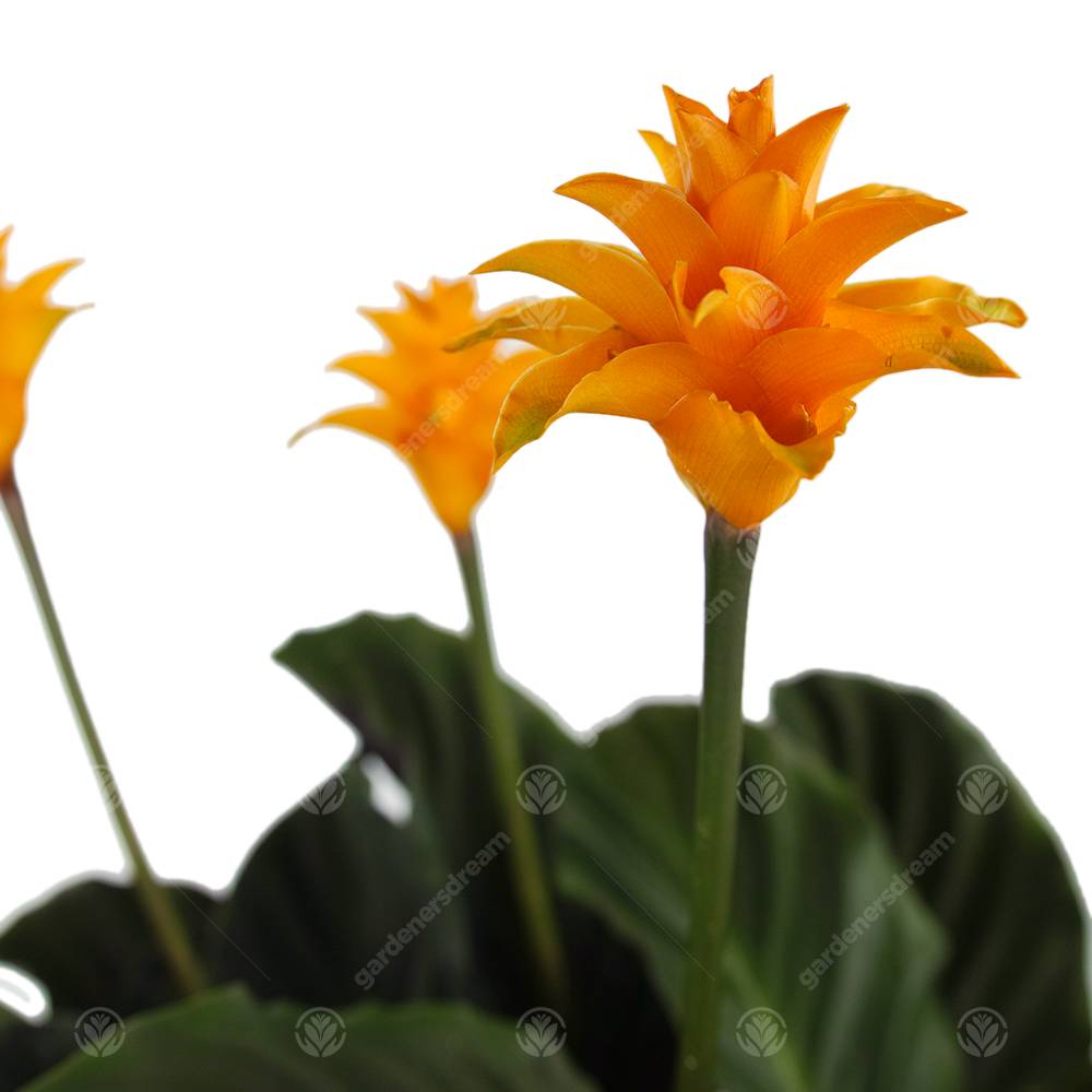Gardenersdream - Calathea Crocata Plante D'Intérieur Calathéa Safrané Vivante Et Décorative En Pot De 14 Cm - GardenersDream - Imagen 3