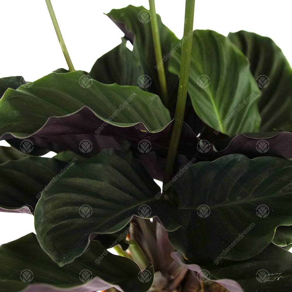 Gardenersdream - Calathea Crocata Plante D'Intérieur Calathéa Safrané Vivante Et Décorative En Pot De 14 Cm - GardenersDream - Imagen 4