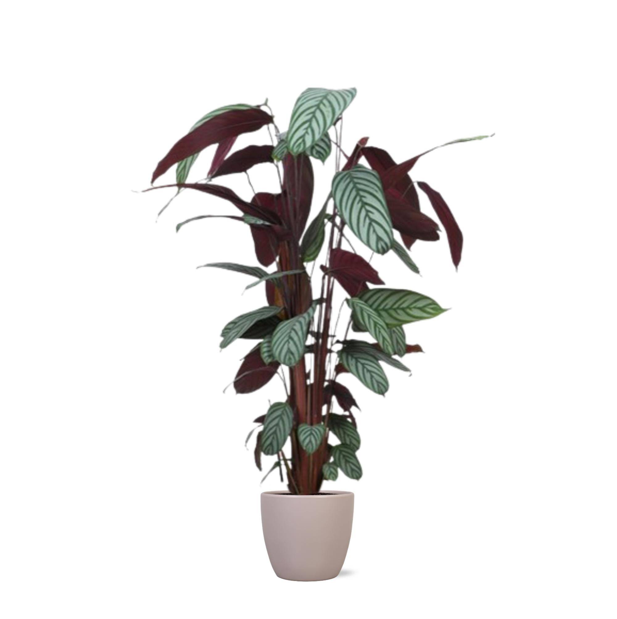 La Green Touch - Ctenanthe Oppenheimiana et son pot- La Green Touch Taupe - Hauteur 27cm