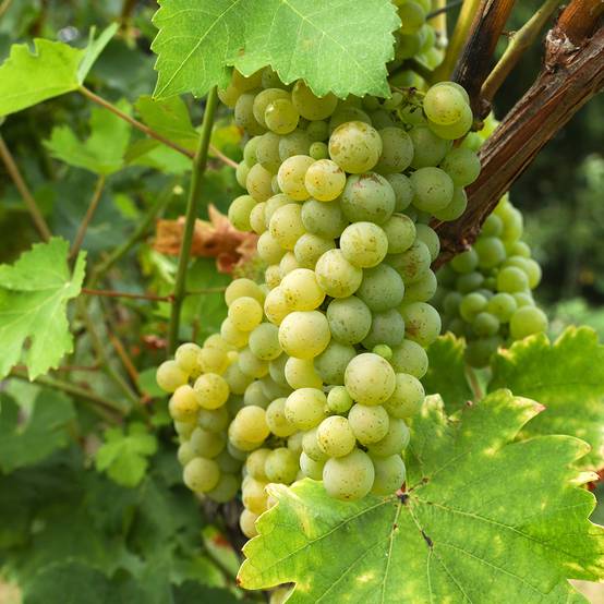 Promesse de Fleurs - Vigne de table Lilla - Vitis vinifera Pot de 3L/4L
