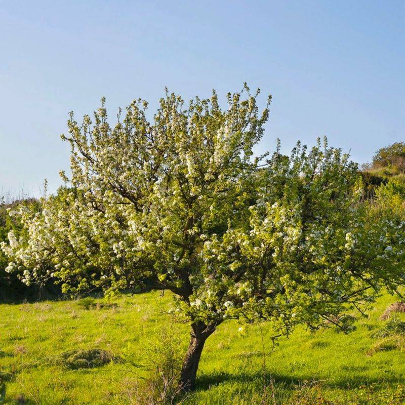 Poirier à feuilles d'amandier (Pyrus spinosa) - Godet - Taille 13/25cm - Pépinières Naudet - Image 1