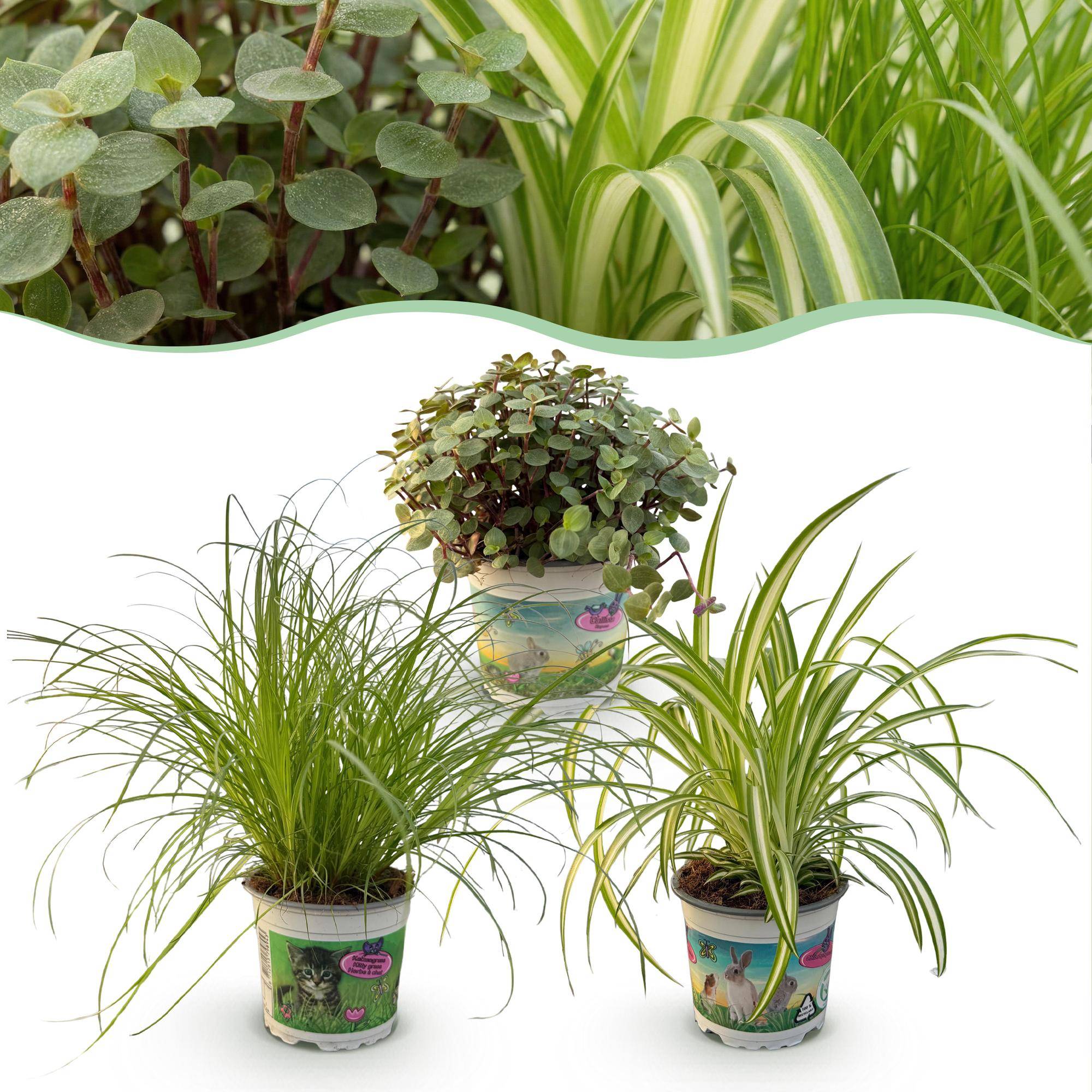 Cyperus - Calissia - Chlorophytum - Pet-friendly - Pot de 12cm - Hauteur 20cm - Sans cache-pot - Plantes d'intérieur